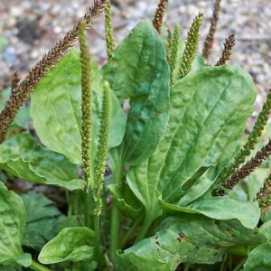 herkesin gozunun onunde ama kimsenin fark etmedigi o mucizevi bitki nvUbFUwu