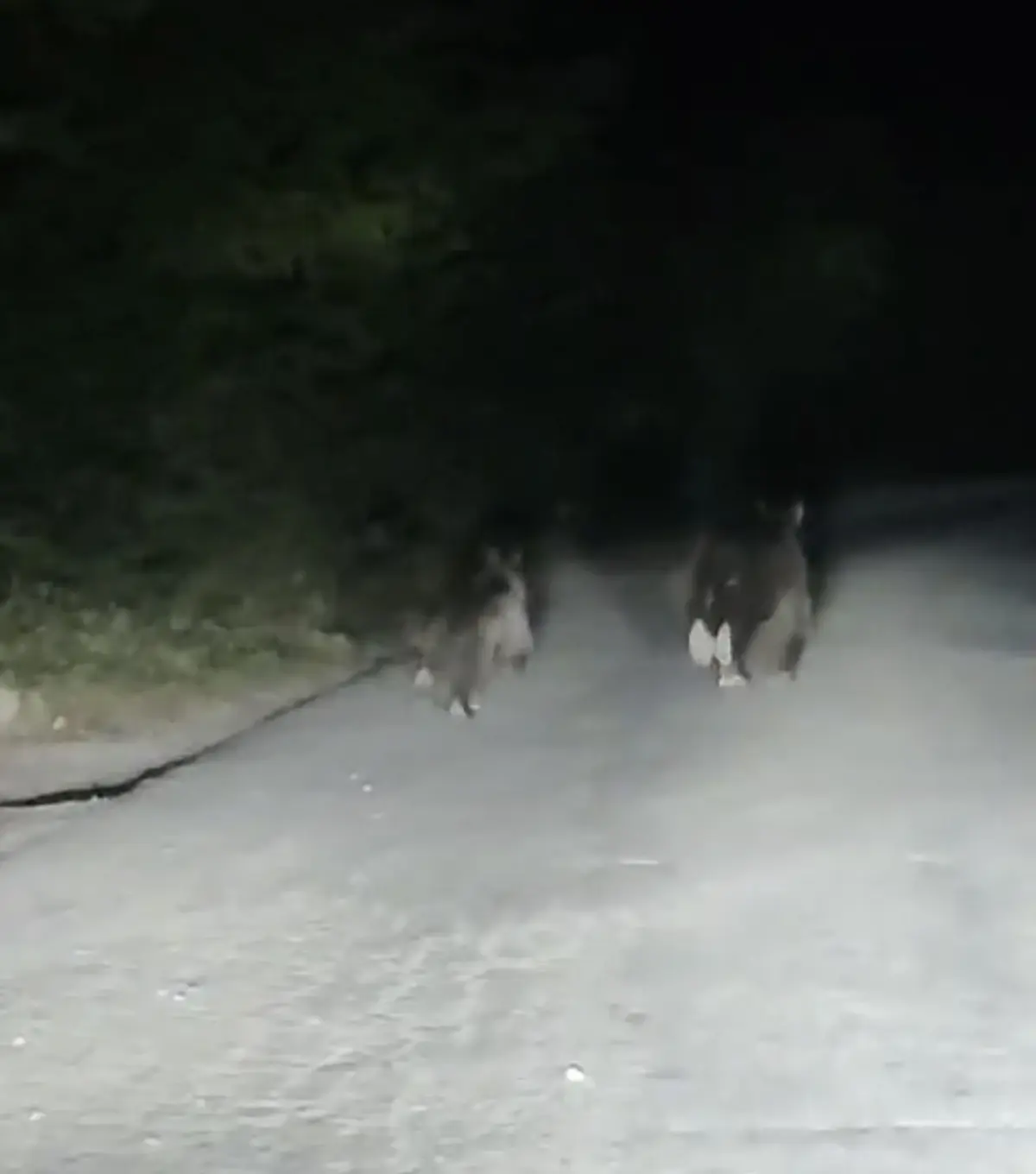 buyuk tehlike baya ve yavrusu yolda bqpwbZTk