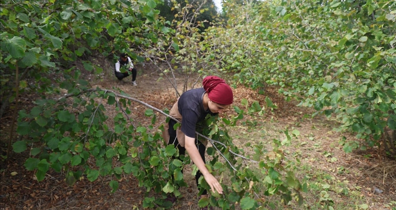 hasadi file orguyle yapiliyor yuzde 80 tasarruf sagliyor rekolte bu yil rekor kirdi mgg5Q7U5