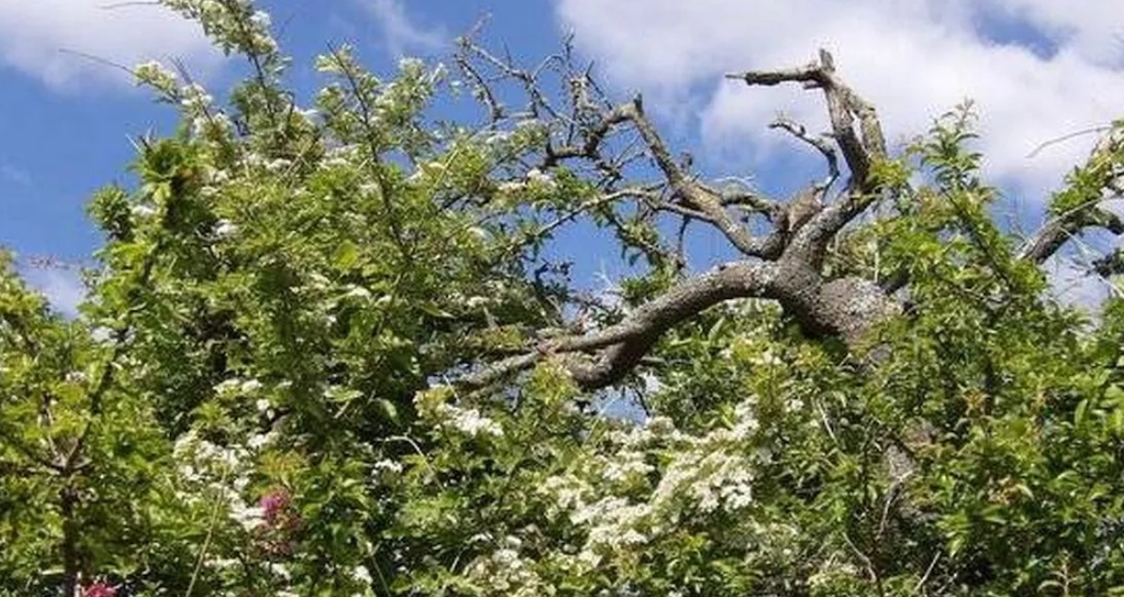 ingilizler kasim ayinda bu agac asla dokunmazlar iste nedeni GmMIpte2