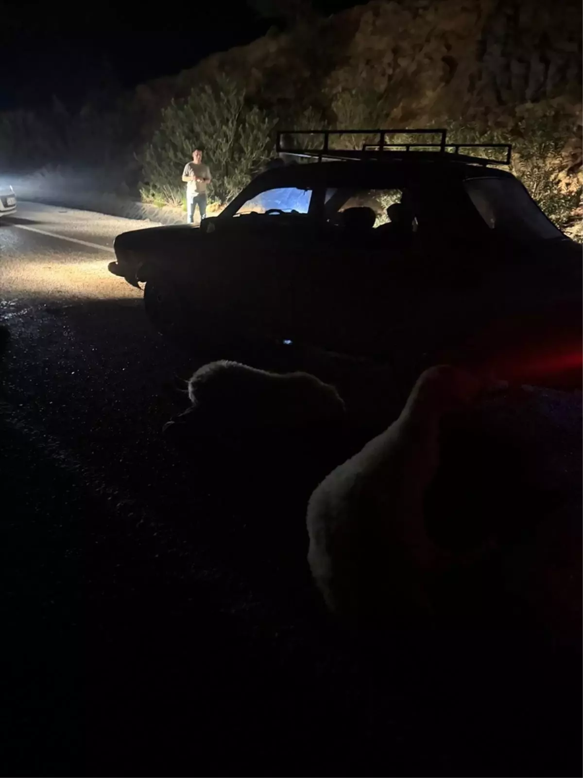 kozanda otomobil koyun surusune carpti 6jN44ulH