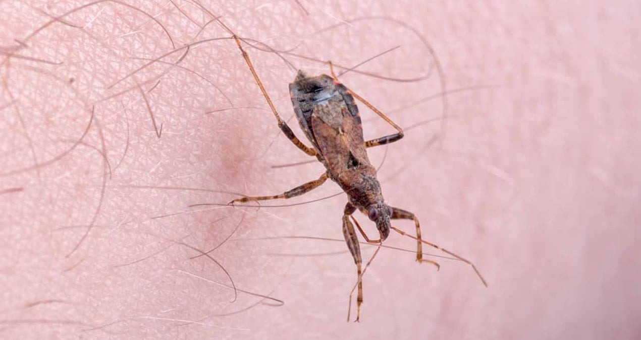 yuz binlerce kisi farkinda olmadan hastaliga yakalandi yeni tehdit opucuk bocegi sVDVP1t6