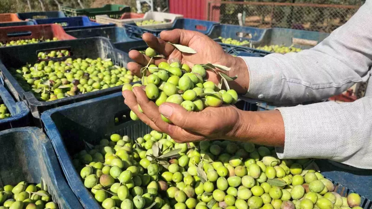 hatayda sofralik zeytin hasadi basladi Ify9N1y4.jpg