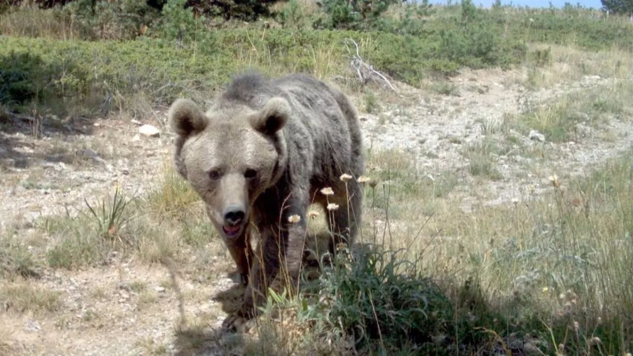 japonyada ayi alarmi hukumet askeri mudahale baslatti yP2jWqKU.webp