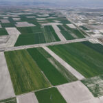 Konya Ovası’nda Yağışlar Rekolte Umutlarını Artırdı: 500 Bin Tonluk Artış Beklentisi